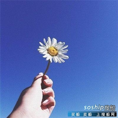 风景头像图片高清,手拿一朵花朵,只看到手,看不到脸,花朵与蓝蓝的天空