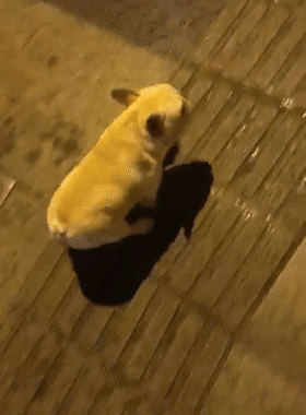 英国斗牛犬价格表 遛狗突然下雨,斗牛犬奔跑似鱼雷,狗
