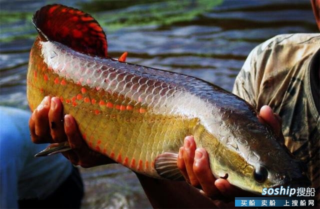 南美洲 南美洲鱼类的"活化石",尾鳍能把渔船掀翻,却.