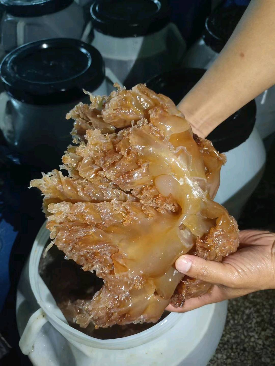 海蜇头海蜇皮 山东 青岛市-2.jpg